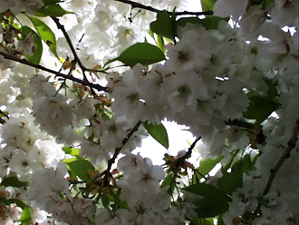 Photo: Cherry Blossoms (Seattle)