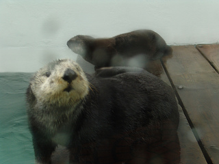 Mama and baby otter