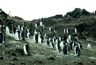 Chinstrap Penguins