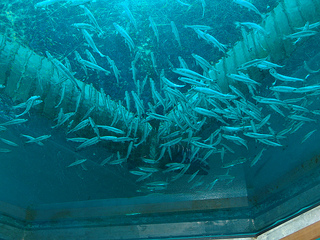 Young salmon swimming